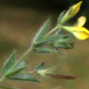 Photographie n°758866 du taxon Lotus angustissimus L. [1753]