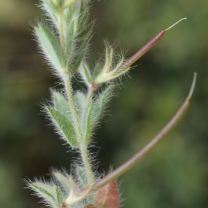 Photographie n°758867 du taxon Lotus angustissimus L. [1753]