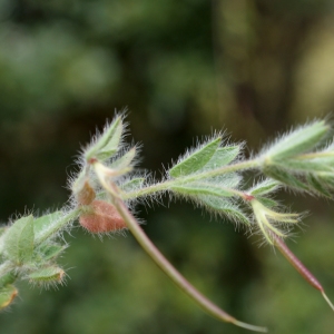 Photographie n°758869 du taxon Lotus angustissimus L. [1753]