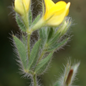 Photographie n°758871 du taxon Lotus angustissimus L. [1753]