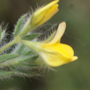 Photographie n°758873 du taxon Lotus angustissimus L. [1753]