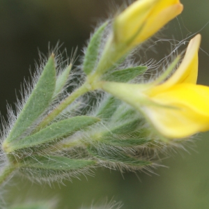 Photographie n°758874 du taxon Lotus angustissimus L. [1753]