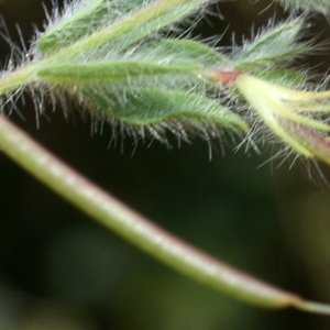 Photographie n°758875 du taxon Lotus angustissimus L. [1753]