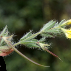 Photographie n°758876 du taxon Lotus angustissimus L. [1753]