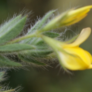 Photographie n°758877 du taxon Lotus angustissimus L. [1753]