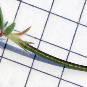 Photographie n°758878 du taxon Lotus angustissimus L. [1753]