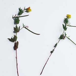Photographie n°758879 du taxon Lotus angustissimus L. [1753]