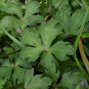 Photographie n°758933 du taxon Sanicula europaea L. [1753]