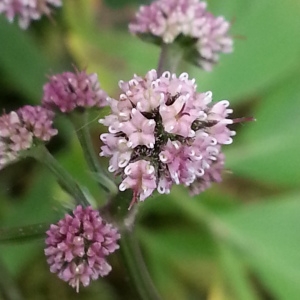 Photographie n°758934 du taxon Sanicula europaea L. [1753]