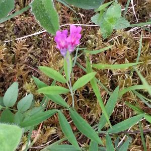 Photographie n°758938 du taxon Lathyrus linifolius (Reichard) Bässler [1971]