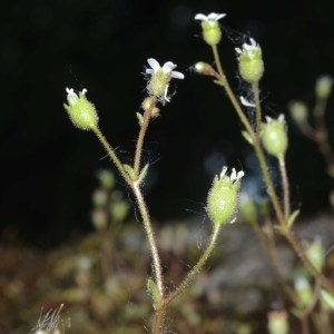 Photographie n°758984 du taxon Saxifraga tridactylites L. [1753]