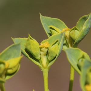 Photographie n°759008 du taxon Euphorbia seguieriana Neck. [1770]