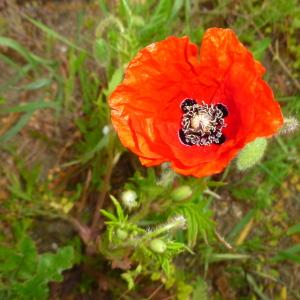 Photographie n°759277 du taxon Papaver rhoeas L.