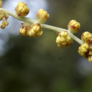 Photographie n°759339 du taxon Quercus suber L. [1753]