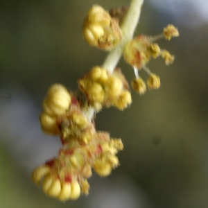 Photographie n°759343 du taxon Quercus suber L. [1753]