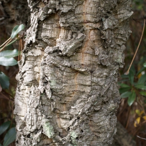 Photographie n°759352 du taxon Quercus suber L. [1753]