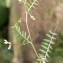  Liliane Roubaudi - Vicia disperma DC. [1813]