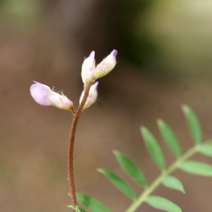 Photographie n°759378 du taxon Vicia disperma DC. [1813]