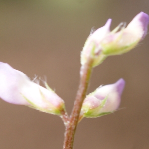 Photographie n°759379 du taxon Vicia disperma DC. [1813]