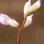  Liliane Roubaudi - Vicia disperma DC. [1813]