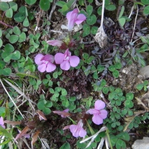 Photographie n°759427 du taxon Pedicularis palustris subsp. palustris