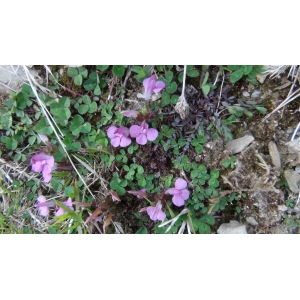 Pedicularis palustris L. subsp. palustris (Pédiculaire des marais)