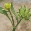  Genevieve Botti - Ranunculus muricatus L. [1753]