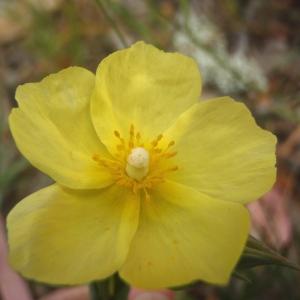 Photographie n°759478 du taxon Tuberaria guttata (L.) Fourr. [1868]
