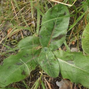 Photographie n°759500 du taxon Hypochaeris maculata L. [1753]