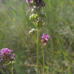  - Linaria pelisseriana (L.) Mill. [1768]