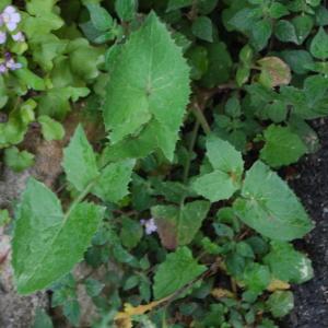 Photographie n°759567 du taxon Sonchus oleraceus L. [1753]