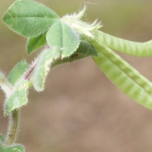 Photographie n°759588 du taxon Lotus ornithopodioides L. [1753]