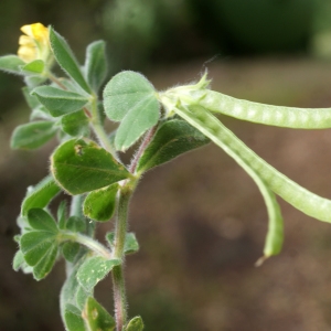  - Lotus ornithopodioides L. [1753]