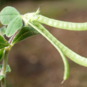  - Lotus ornithopodioides L. [1753]