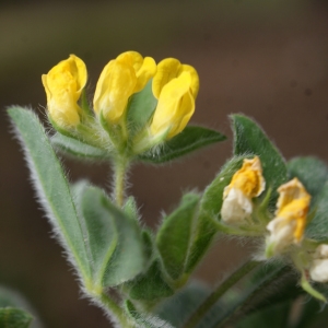 Photographie n°759601 du taxon Lotus ornithopodioides L. [1753]