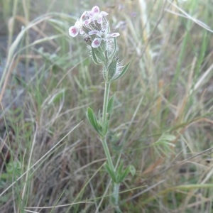 Photographie n°759628 du taxon Silene gallica L.