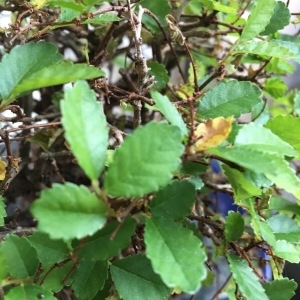  - Ulmaceae 