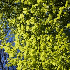 Photographie n°759681 du taxon Fagus sylvatica L. [1753]