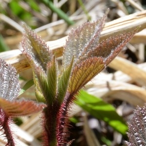 Photographie n°759690 du taxon Rubus L. [1753]