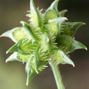  - Ranunculus muricatus L. [1753]