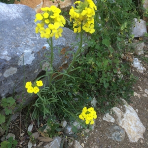 Photographie n°759836 du taxon Erysimum nevadense subsp. collisparsum (Jord.) P.W.Ball [1990]