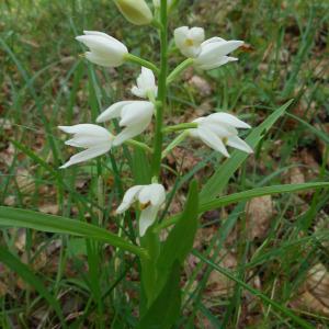 Photographie n°759895 du taxon Cephalanthera longifolia (L.) Fritsch [1888]