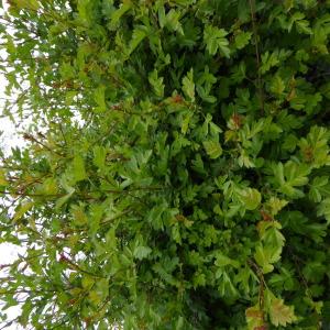 Photographie n°759902 du taxon Crataegus monogyna Jacq. [1775]