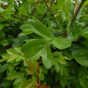 Photographie n°759903 du taxon Crataegus monogyna Jacq. [1775]