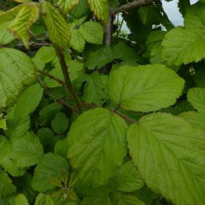 Photographie n°759908 du taxon Rubus L. [1753]