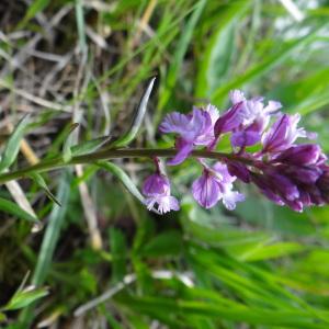 Photographie n°759948 du taxon Polygala vulgaris L. [1753]