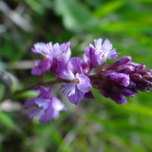 Photographie n°759949 du taxon Polygala vulgaris L. [1753]