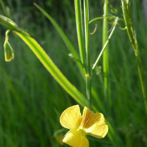 Photographie n°759994 du taxon Lathyrus annuus L. [1753]