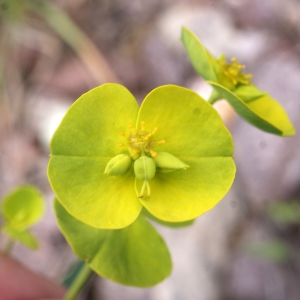 Photographie n°760006 du taxon Euphorbia biumbellata Poir. [1789]