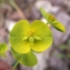  Liliane Roubaudi - Euphorbia biumbellata Poir. [1789]